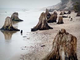 Zatopiony las koło Czołpina